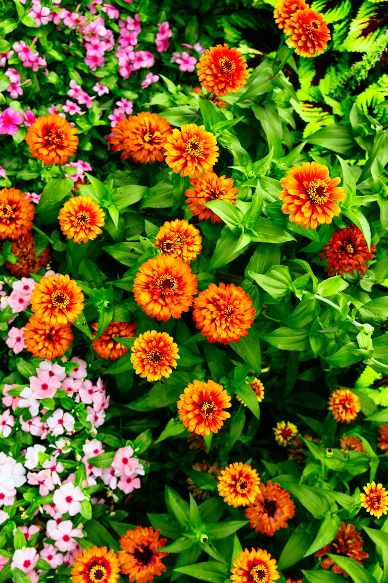 Bright orange zinnia flowers blooming in a lush Atlanta garden, captured in vivid detail.